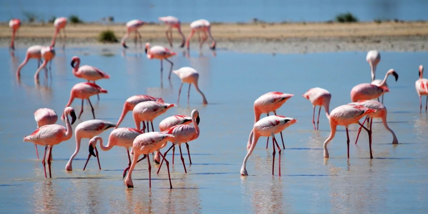 Flamingos feeding in the lagoon